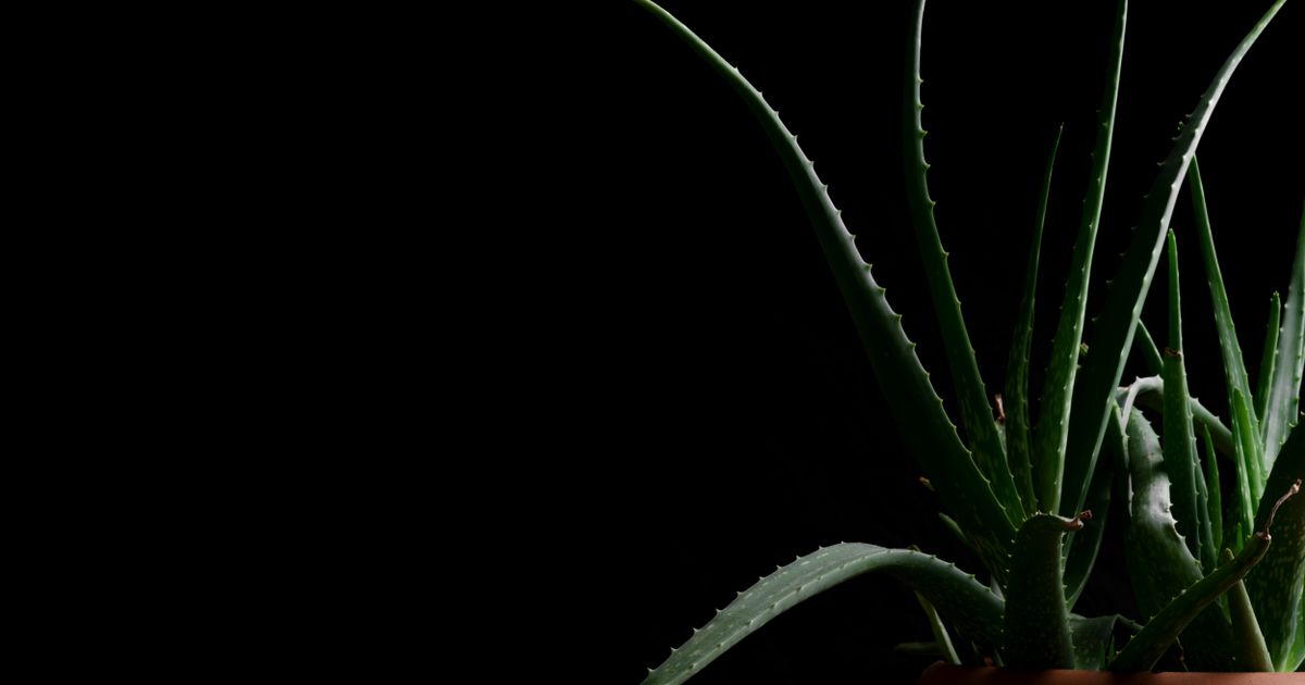 Aloe Vera for Dark Spots: Does It Work? Complete Guide