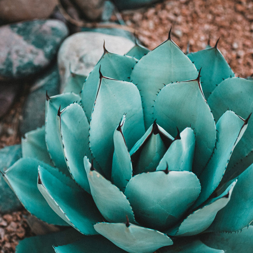 close-up of agave plant, succulent leaves with pointed tips, natural skincare ingredient
