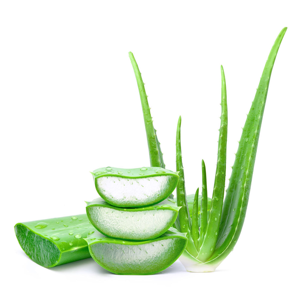 fresh aloe vera leaves with gel slices and water droplets on white background