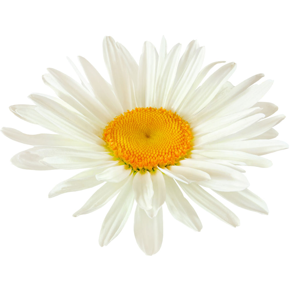 Chamomile flower with white petals and yellow center on white background, botanical skincare ingredient