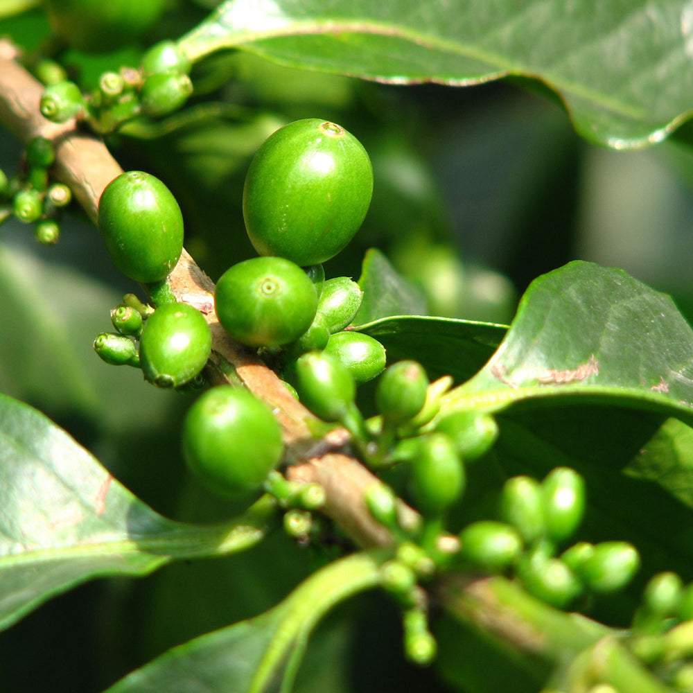 Close-up of fresh green coffee beans growing on a branch with lush green leaves