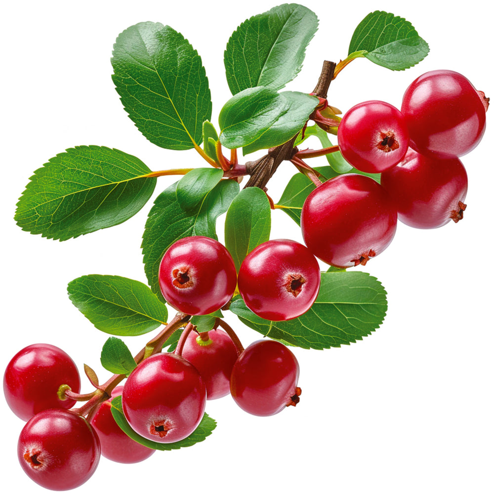 Lingonberry stem with fresh red berries and green leaves on white background