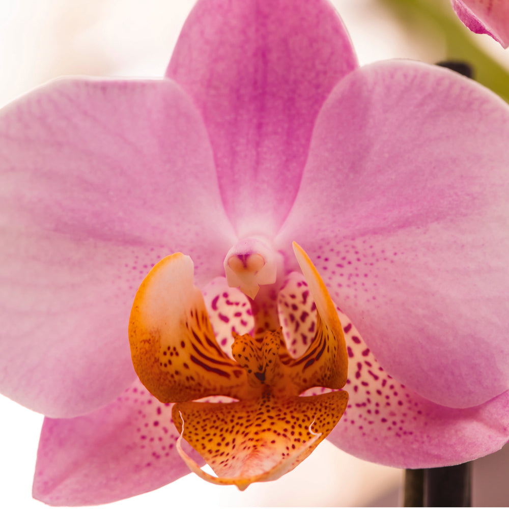 Close-up of a pink orchid flower with distinctive speckled orange center
