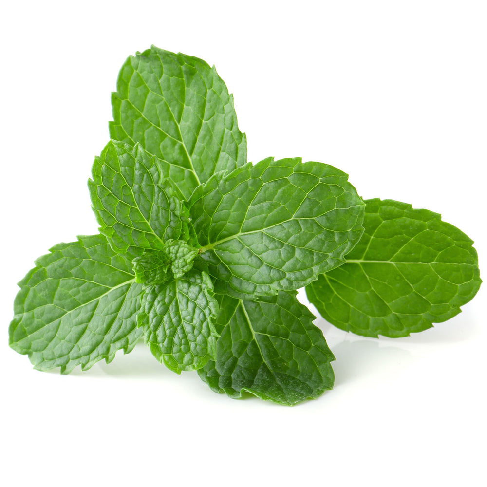 fresh peppermint leaves isolated on white background, organic skincare ingredient