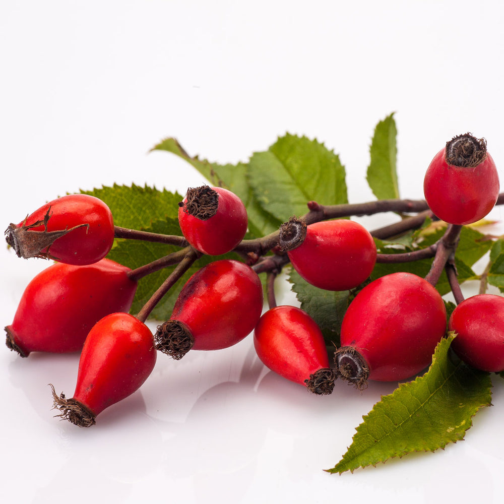 Fresh rosehip berries with green leaves on white background, natural skin care ingredient