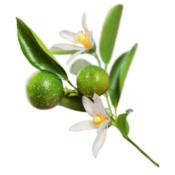 Kakadu plum branch with green fruits, white blossoms, and green leaves on white background