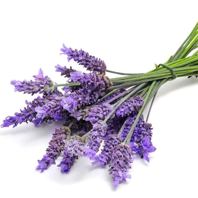 fresh lavender bouquet with purple flowers on white background, botanical skin care ingredient